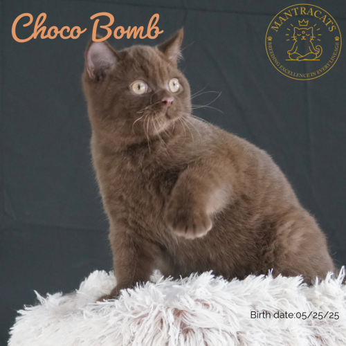 Choco Bomb