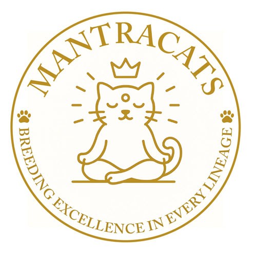 Mantra Cats breeder with British Shorthair kittens Houston Texas