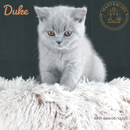 Duke
