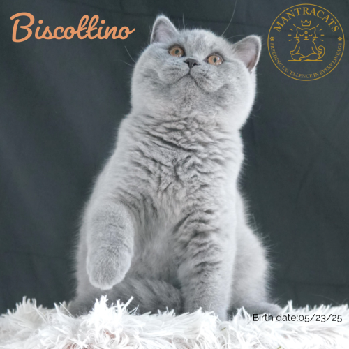 Biscottino