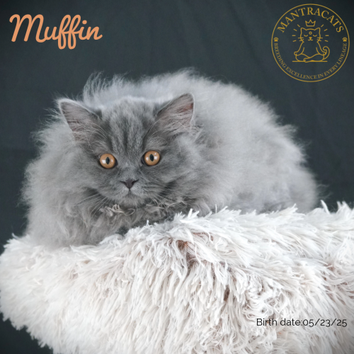 Muffin  