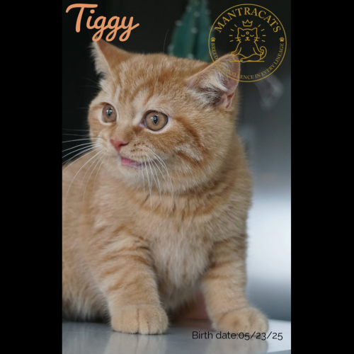 Tiggy