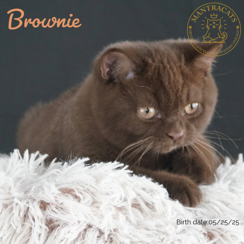 Brownie