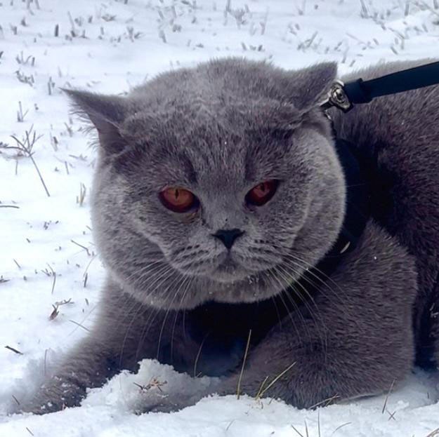 British Shorthairs love snow